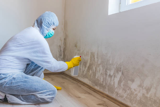 Licensed Mold Remediation service in Lawrenceville, VA - WQB Mold Removal