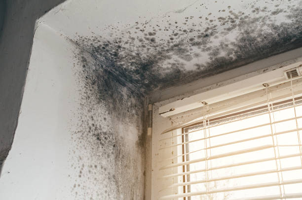 Affordable Mold Remediation solutions in Lawrenceville, VA